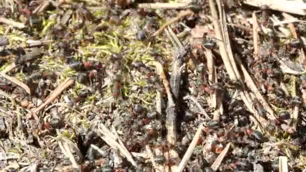 Un groupe de fourmis, travaillant à leur fourmilière . — Video