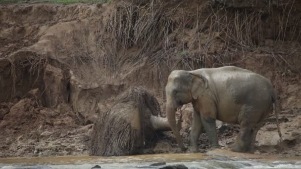 Elefante — Vídeo de stock