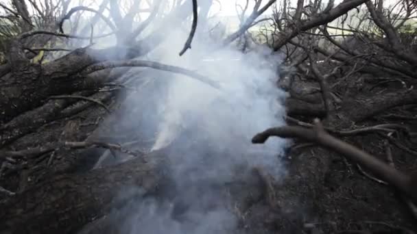 Brand. de gebrande neer bomen. — Stockvideo