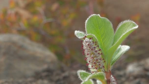 Groene bladeren — Stockvideo