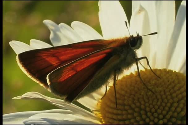 Mariposa de cerca — Vídeo de stock