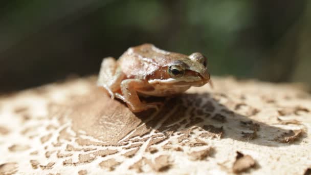 Frog, mushroom — Stock Video