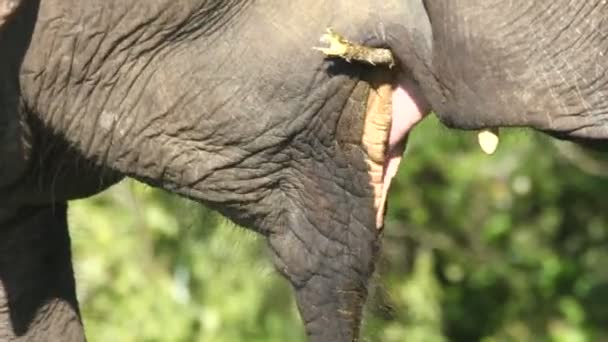 éléphant