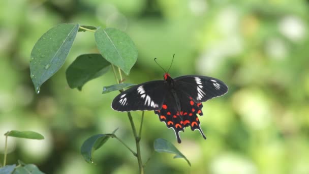 Sri Lanka Crimson Rose borboleta, Atrophaneura hector — Vídeo de Stock