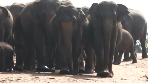 Ελέφαντας — Αρχείο Βίντεο