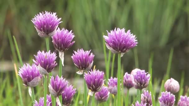 Blüte des Knoblauchs im Garten — Stockvideo