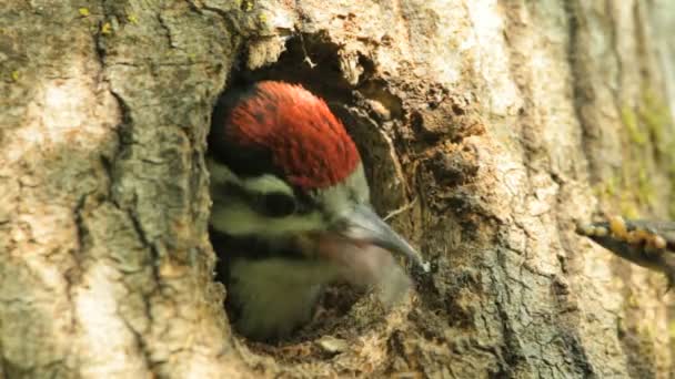 Pájaro carpintero, pajaritos — Vídeos de Stock