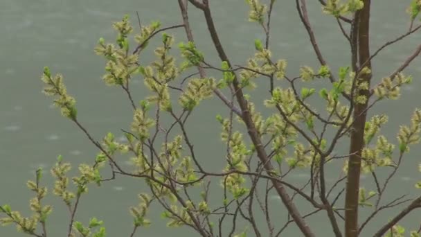 Hojas verdes. El río . — Vídeos de Stock