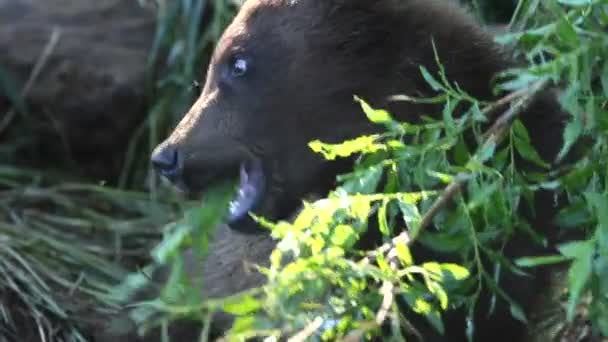 Filhote de urso feliz — Vídeo de Stock