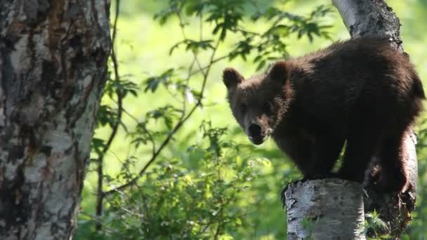 Happy bear cub — Stock Video