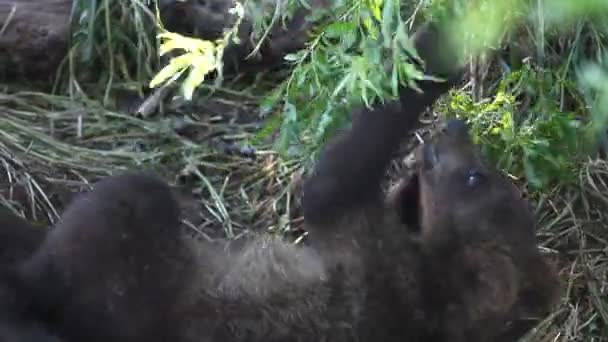 Happy bear cub — Stock Video