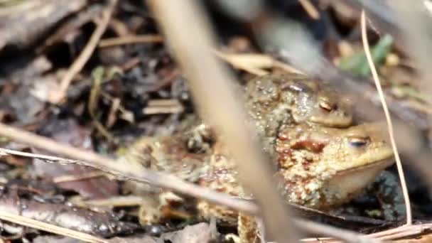 Couple Of mating Toads in spring season — Stock Video