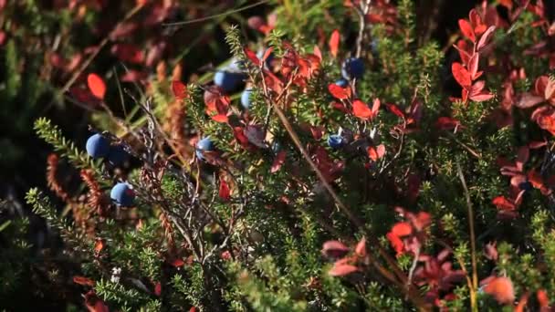 Autumn, tundra, berries — Stock Video