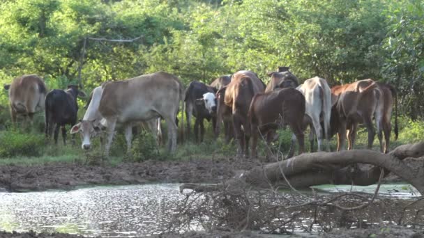 Vaca asiática — Vídeos de Stock