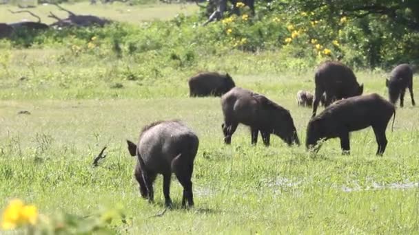 Jabalíes salvajes — Vídeos de Stock