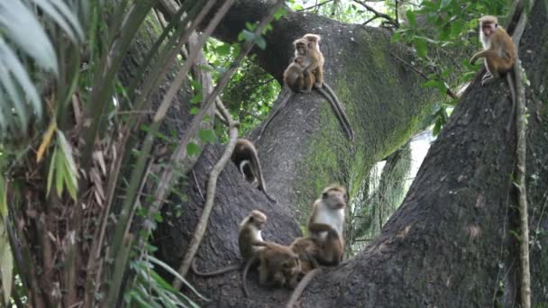 Monos en el árbol — Vídeo de stock