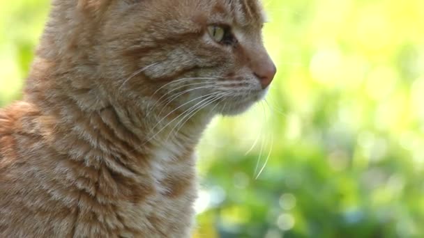 Gato vermelho, de perto — Vídeo de Stock