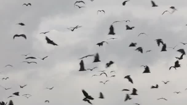 Renard volant 