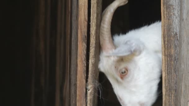 Goat poking head out from behind door — Stock Video