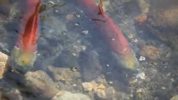 Spawning of a salmon. — Stock Video