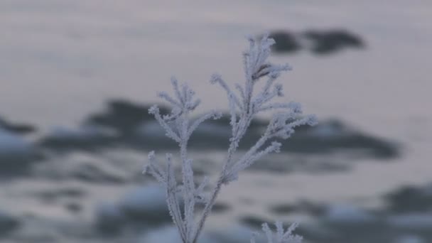 Deriva de hielo en el río — Vídeos de Stock