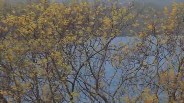 Autumn — Stock Footage Autumn Stock Video
