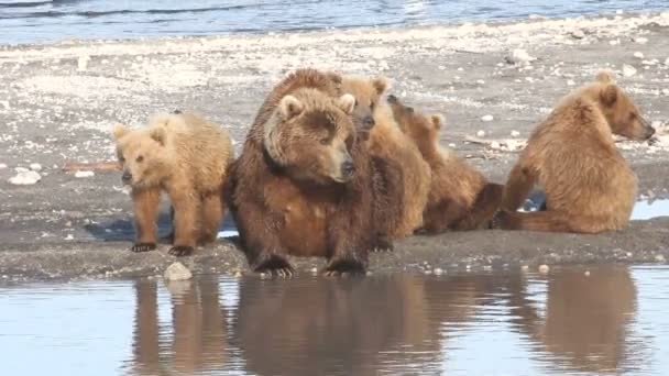 Filhotes de urso e urso . — Vídeo de Stock