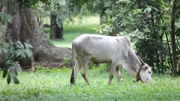 Vaca asiática — Vídeos de Stock