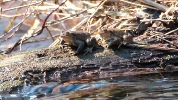 Couple Of mating Toads in spring season — Stock Video