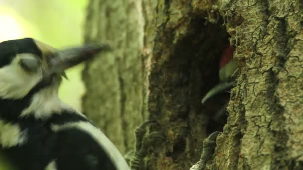 Pájaro carpintero, pajaritos — Vídeos de Stock