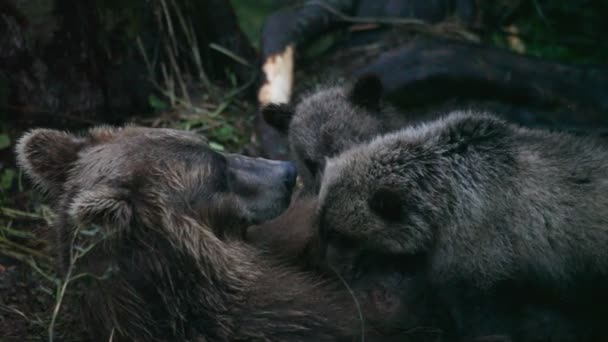 Bear cubs drink milk — Stock Video