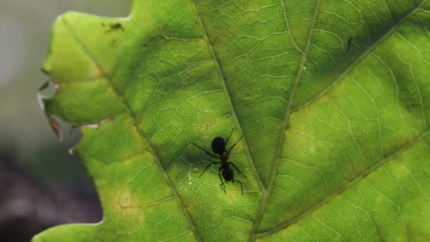 Ants on a leaf — Stock Video