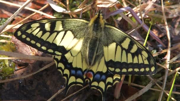 Schmetterling aus nächster Nähe — Stockvideo