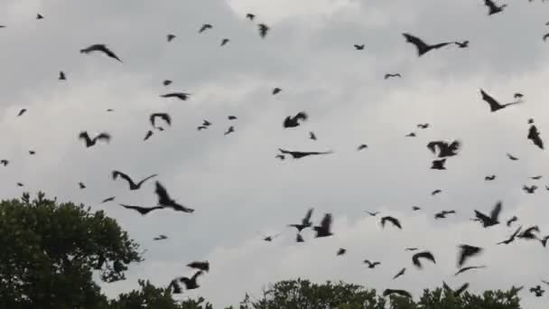 Flying fox — Αρχείο Βίντεο