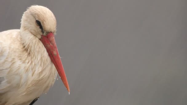Stork in the rain — Stock Video