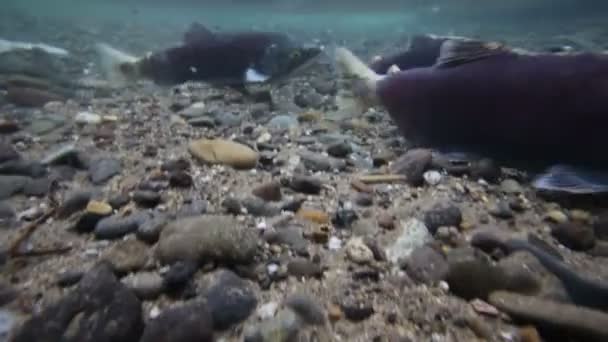 Salmon, spawning, underwater — Stock Video