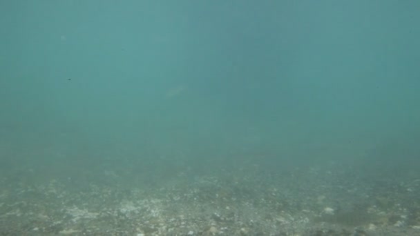 Orso sott'acqua — Video Stock