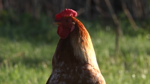 El gallo canta — Vídeo de stock