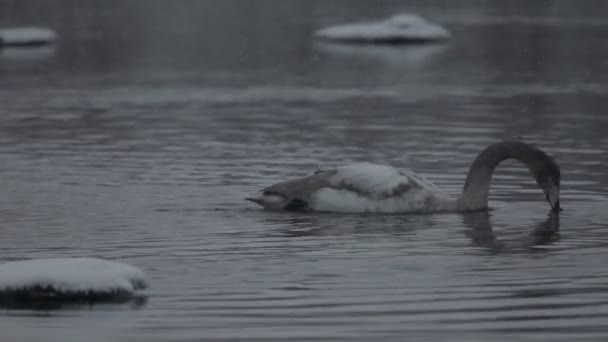 Cisnes, invierno — Vídeos de Stock