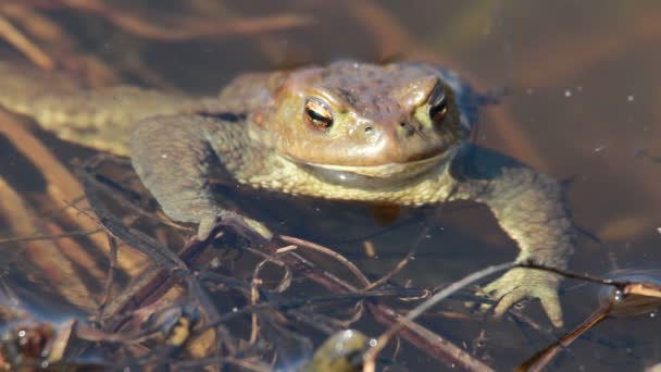 Ccommon toad (Bufo bufo) in early spring — Stock Video