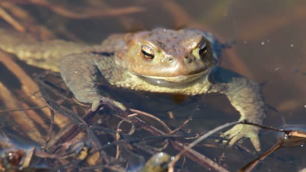 Crapaud commun (Bufo bufo) au début du printemps 