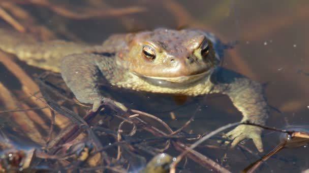 Sapo-comum (Bufo bufo) no início da primavera — Vídeo de Stock