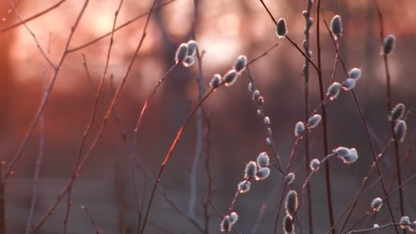 Flowering Pussy Willow — Stock Video