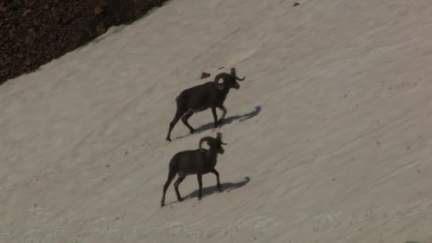 Skalnatá hora Bighorn ovce — Stock video