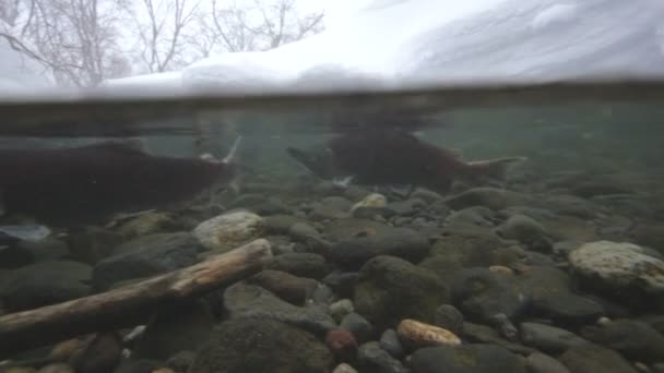 Salmon under water — Stock Video