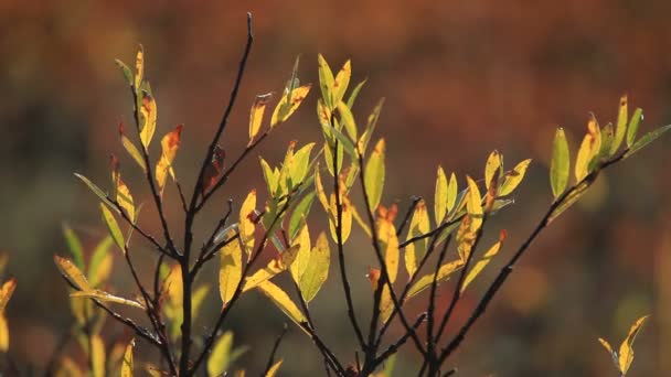 Herfst, toendra — Stockvideo