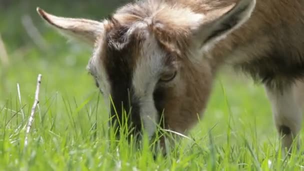 Goat in a green summer — Stock Video