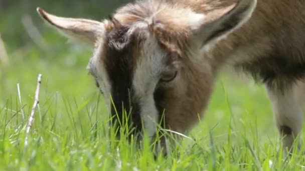 Ziege in einem grünen Sommer — Stockvideo