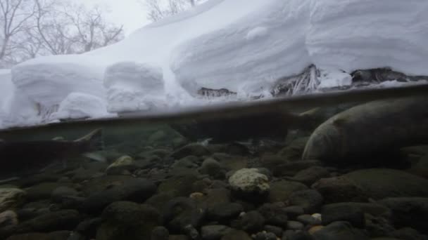 Лосось, нерест, под водой — стоковое видео