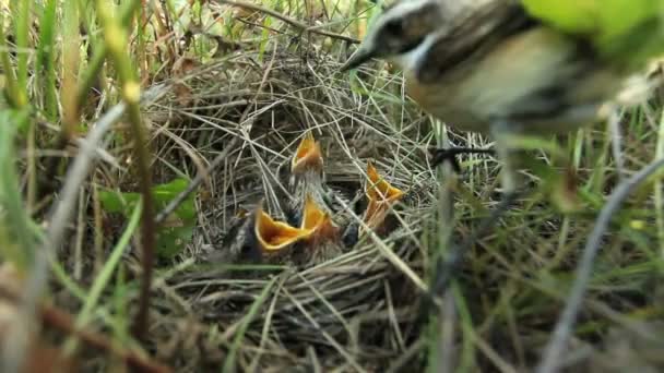 Fågeln feeds fågelungar — Stockvideo